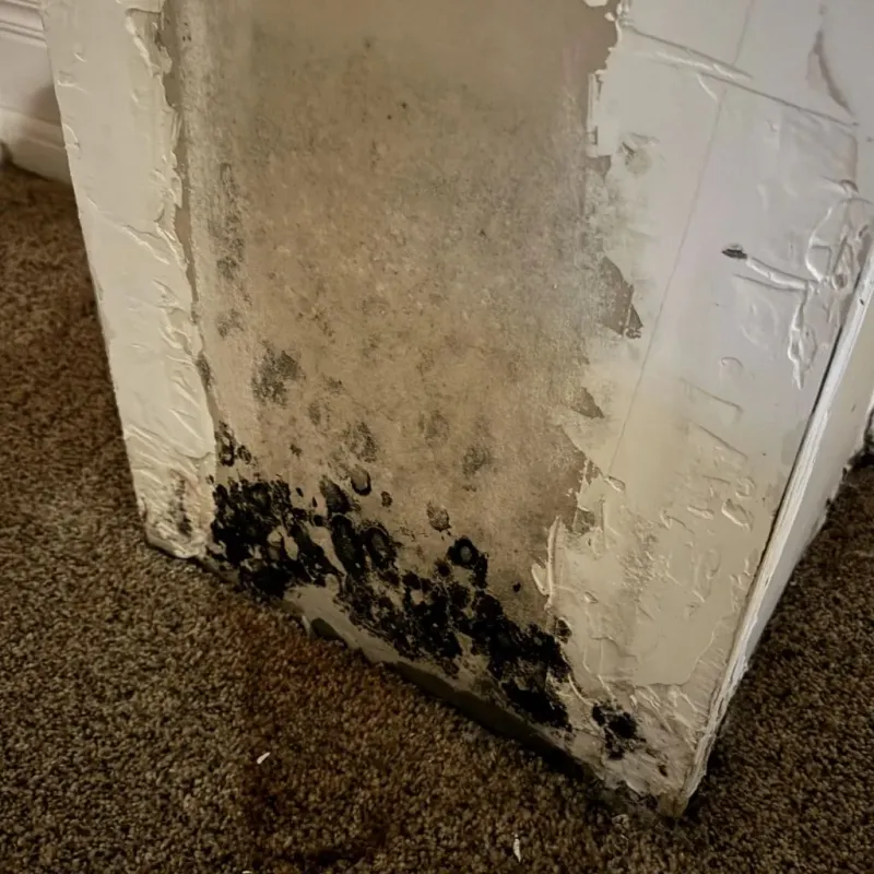 Professional Mold Removal in New Palestine, IN